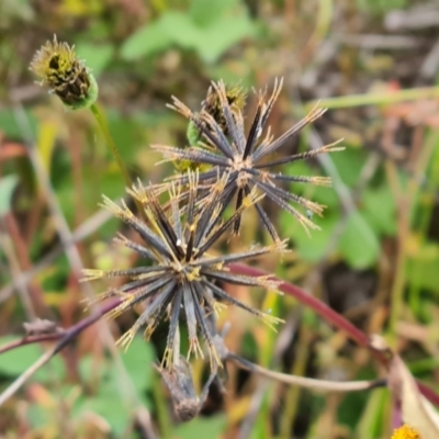 Bidens pilosa (Cobbler's Pegs, Farmer's Friend) at Jerrabomberra, ACT - 9 Apr 2022 by Mike