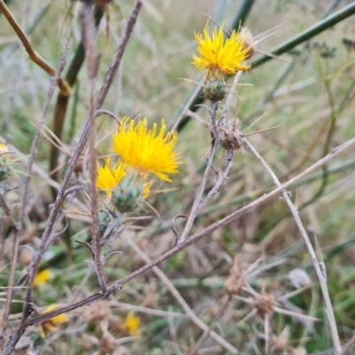 Centaurea solstitialis (St Barnaby's Thistle) at Jerrabomberra, ACT - 9 Apr 2022 by Mike