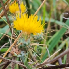 Centaurea solstitialis at Jerrabomberra, ACT - 9 Apr 2022