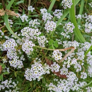 Lobularia maritima at Jerrabomberra, ACT - 9 Apr 2022 05:11 PM