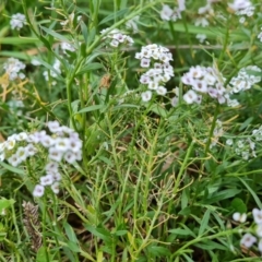 Lobularia maritima at Jerrabomberra, ACT - 9 Apr 2022