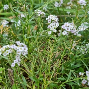 Lobularia maritima at Jerrabomberra, ACT - 9 Apr 2022