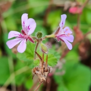 Pelargonium australe at Jerrabomberra, ACT - 9 Apr 2022