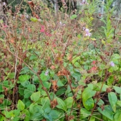 Pelargonium australe at Jerrabomberra, ACT - 9 Apr 2022 05:17 PM