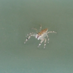 Helpis sp. (genus) (Unidentified Bronze Jumping Spider) at Rugosa - 9 Apr 2022 by SenexRugosus