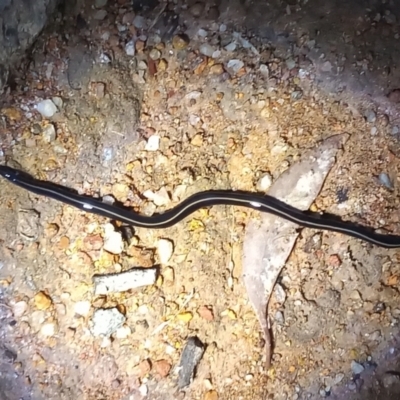 Caenoplana coerulea (Blue Planarian, Blue Garden Flatworm) at Kambah, ACT - 9 Apr 2022 by michaelb