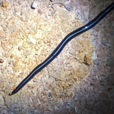 Caenoplana coerulea (Blue Planarian, Blue Garden Flatworm) at Kambah, ACT - 9 Apr 2022 by michaelb