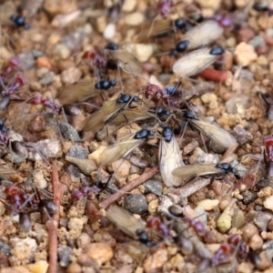 Iridomyrmex purpureus at Bonython, ACT - 9 Apr 2022