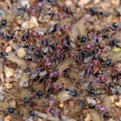 Iridomyrmex purpureus at Bonython, ACT - 9 Apr 2022 01:31 PM