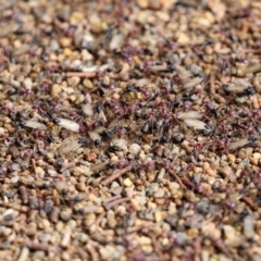 Iridomyrmex purpureus at Bonython, ACT - 9 Apr 2022