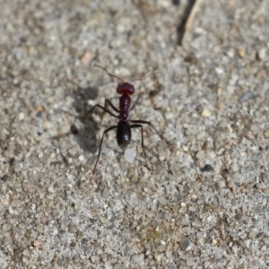 Iridomyrmex purpureus at Bonython, ACT - 9 Apr 2022