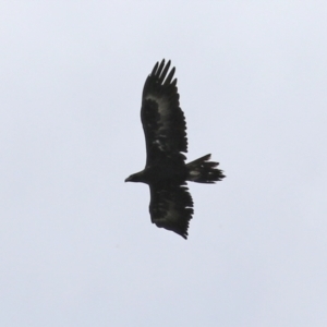 Aquila audax at Bonython, ACT - 9 Apr 2022 02:19 PM