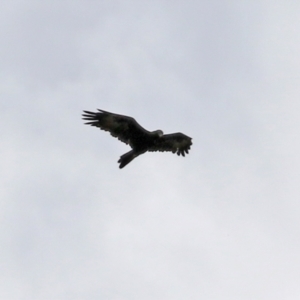 Aquila audax at Bonython, ACT - 9 Apr 2022 02:19 PM