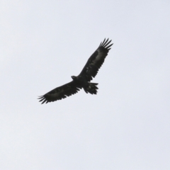 Aquila audax at Bonython, ACT - 9 Apr 2022 02:19 PM