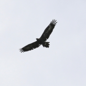 Aquila audax at Bonython, ACT - 9 Apr 2022