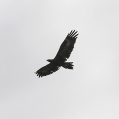 Aquila audax at Bonython, ACT - 9 Apr 2022 02:19 PM