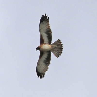 Hieraaetus morphnoides (Little Eagle) at Stranger Pond - 9 Apr 2022 by RodDeb