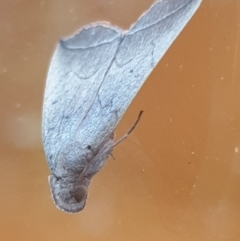 Simplicia armatalis at Florey, ACT - 10 Apr 2022