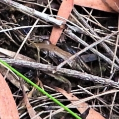 Litoria nasuta (Striped Rocket Frog) at Mount Stuart, QLD - 8 Apr 2022 by TerryS