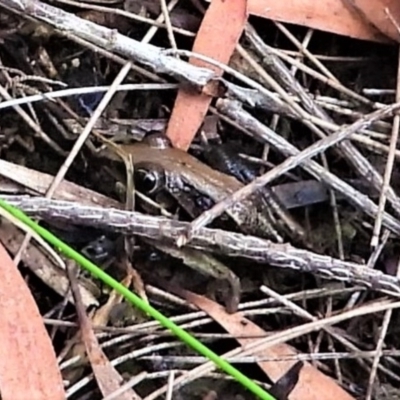 Litoria nasuta (Striped Rocket Frog) at Mount Stuart, QLD - 8 Apr 2022 by TerryS
