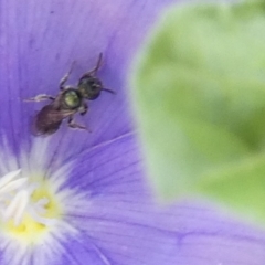 Lasioglossum (Homalictus) urbanum (Furrow Bee) at Queanbeyan, NSW - 9 Apr 2022 by Paul4K