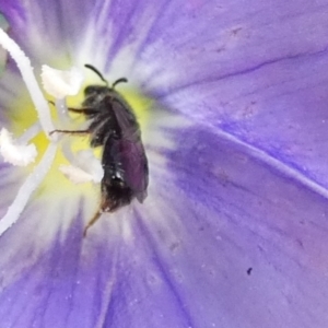 Lasioglossum (Homalictus) urbanum at Queanbeyan, NSW - suppressed