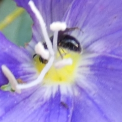 Lasioglossum (Homalictus) urbanum at Queanbeyan, NSW - suppressed