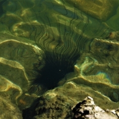 Unidentified other marine invertebrate at Nelly Bay, QLD - 3 Mar 2022 by TerryS