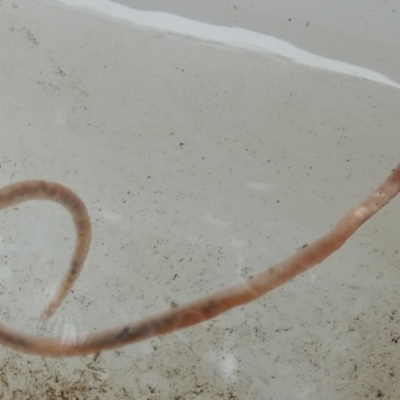 Oligochaeta (class) (Unidentified earthworm) at Queanbeyan, NSW - 8 Apr 2022 by Paul4K
