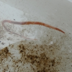 Oligochaeta (class) at QPRC LGA - suppressed