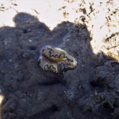 Unverified other marine invertebrate at Picnic Bay, QLD - 27 Feb 2007 by TerryS