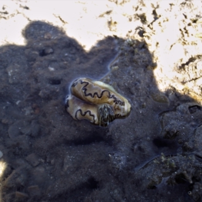 Unverified other marine invertebrate at Picnic Bay, QLD - 27 Feb 2007 by TerryS