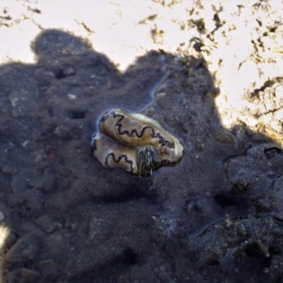 Unidentified other marine invertebrate at Picnic Bay, QLD - 27 Feb 2007 by TerryS