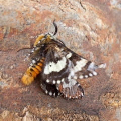 Apina callisto (Pasture Day Moth) at Queanbeyan West, NSW - 9 Apr 2022 by Paul4K