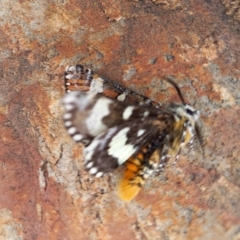 Apina callisto at Queanbeyan West, NSW - 9 Apr 2022 10:05 AM