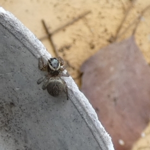 Maratus griseus at Queanbeyan, NSW - suppressed