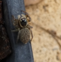 Maratus griseus at Queanbeyan, NSW - suppressed