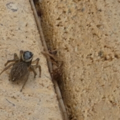 Maratus griseus at Queanbeyan, NSW - suppressed