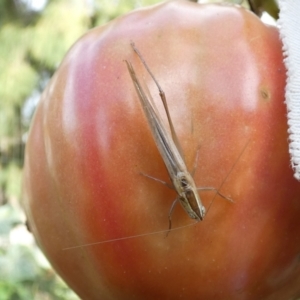 Conocephalus upoluensis at Queanbeyan, NSW - suppressed