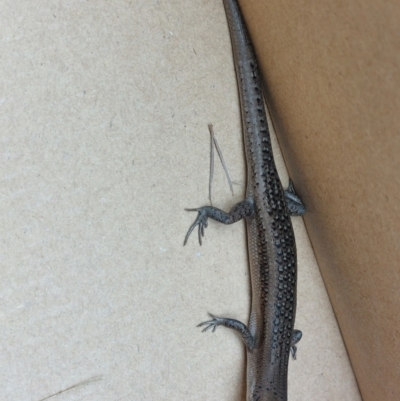 Carlia tetradactyla (Southern Rainbow Skink) at Wirlinga, NSW - 9 Apr 2022 by RobCook