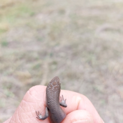 Carlia tetradactyla (Southern Rainbow Skink) at Wirlinga, NSW - 9 Apr 2022 by RobCook