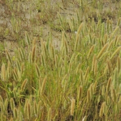 Polypogon monspeliensis (Annual Beard Grass) at Chakola, NSW - 26 Dec 2021 by MichaelBedingfield