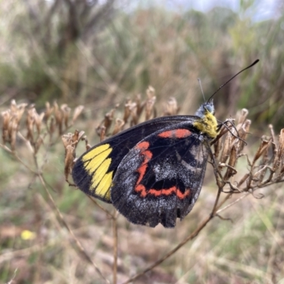 Delias nigrina (Black Jezebel) at Tralee, NSW - 10 Apr 2022 by IanBurns