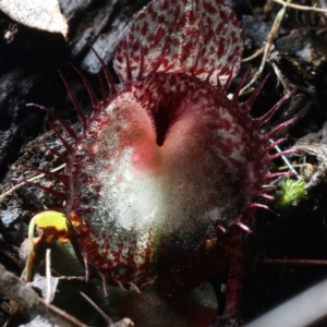 Corysanthes hispida at Paddys River, ACT - suppressed