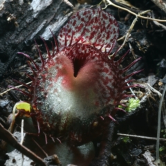 Corysanthes hispida at Paddys River, ACT - suppressed