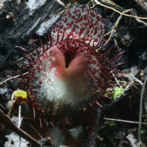 Corysanthes hispida at Paddys River, ACT - suppressed