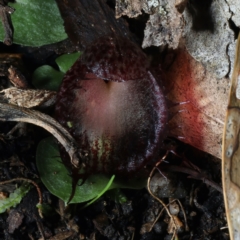 Corysanthes hispida at Paddys River, ACT - suppressed