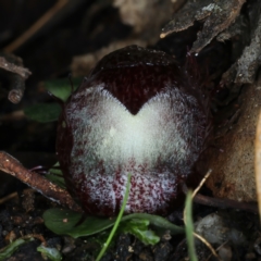 Corysanthes hispida at Paddys River, ACT - suppressed