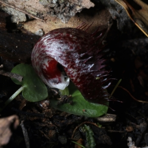 Corysanthes hispida at Paddys River, ACT - suppressed