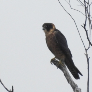 Falco longipennis at Stromlo, ACT - 10 Apr 2022 09:43 AM